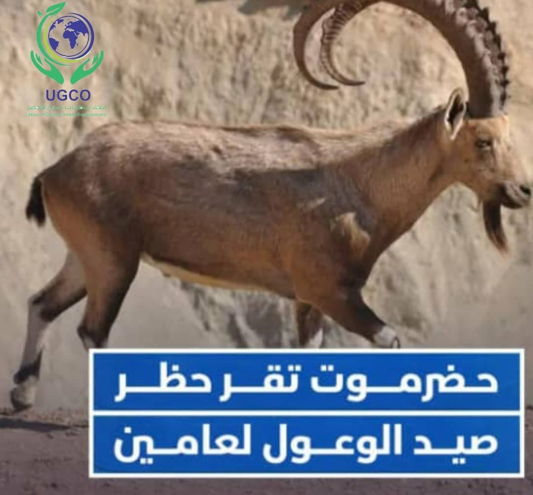 اتحاد منظمات المناخ الأخضر يؤيد قرار منع صيد الوعول في مديريات حضرموت الشرقية 