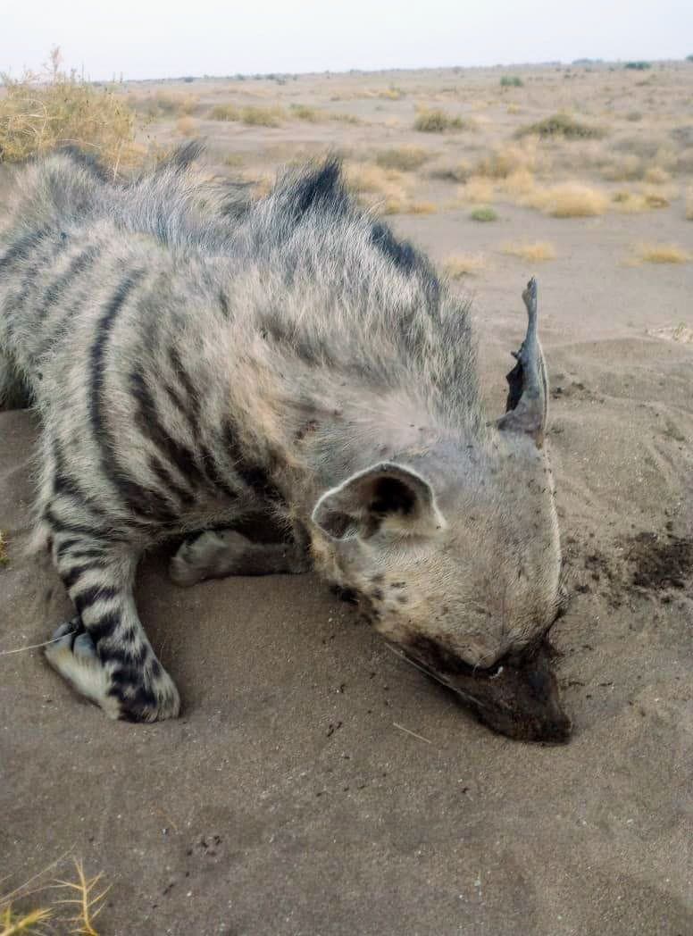 الحديدة.. مقتل حيوان مفترس على يد مواطنين في الخوخة