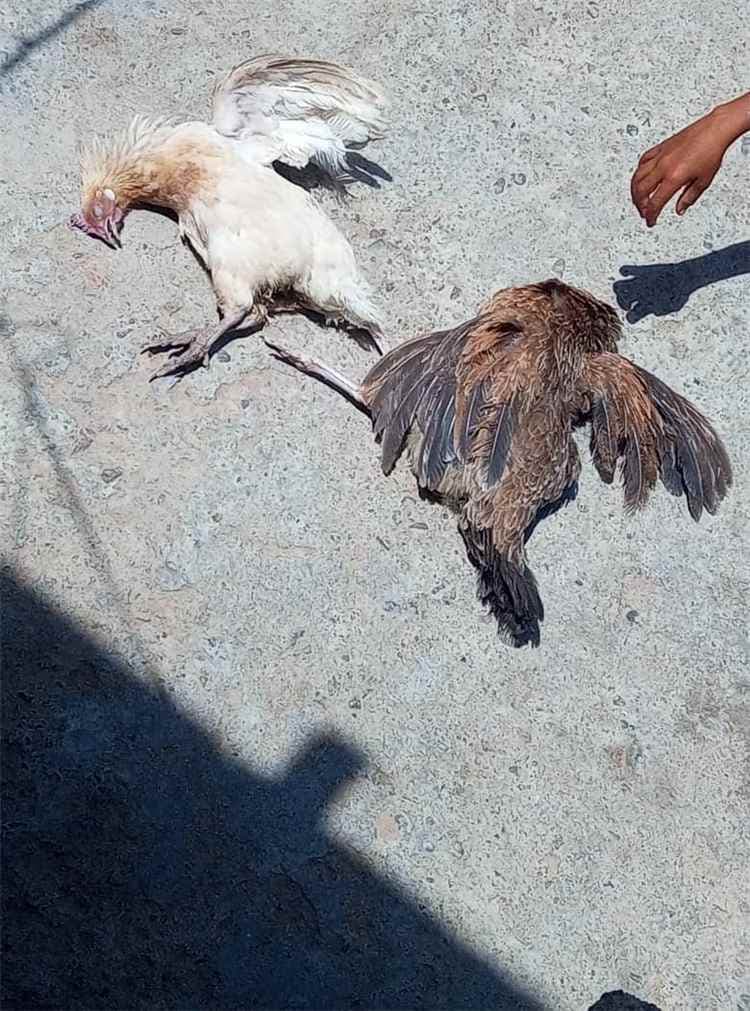 تحذيرات في لحج من انتشار مرض فتاك يصيب الدجاج