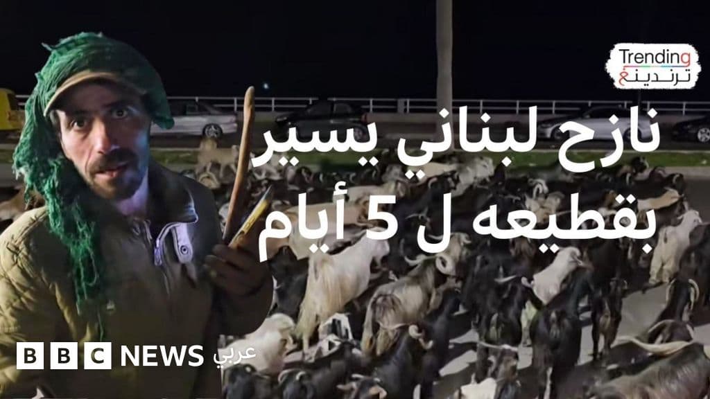 النزوح يجبر راعياً لبنانياً على السير 5 أيام مع قطيعه هرباً من القصف